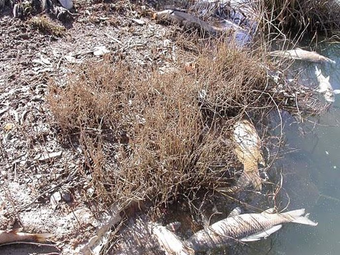 Cadáveres De Peces En El Río Agrio