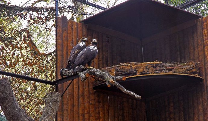 Pareja Águila Imperial, Zoo de Madrid