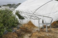 El tornado de Cartaya (Huelva) afecta a diez hectáreas agrícolas y al 35% de la producción de melocotón