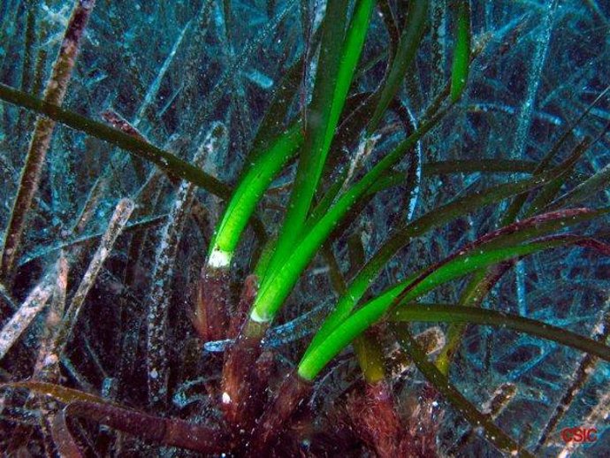 Posidonia, Algas, Fondo Marino