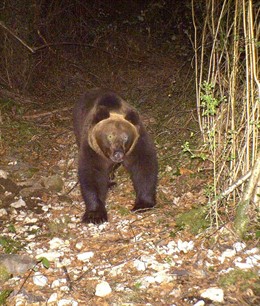 Oso Pardo En Proaza