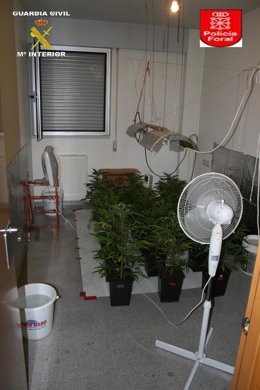 Marihuana Incautada A Los Hermanos Del Detenido