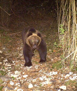 Oso Pardo En Proaza