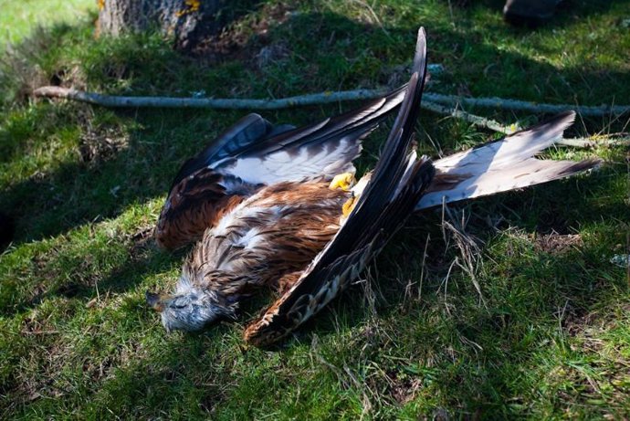 Milano Real Envenenado