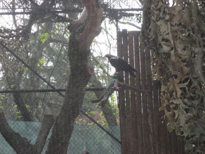 Ejemplar de Águila Imperial Ibérica del Zoo de Madrid