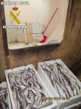 Lugar De La Embarcación En El Que Se Ocultaban Los Inmaduros