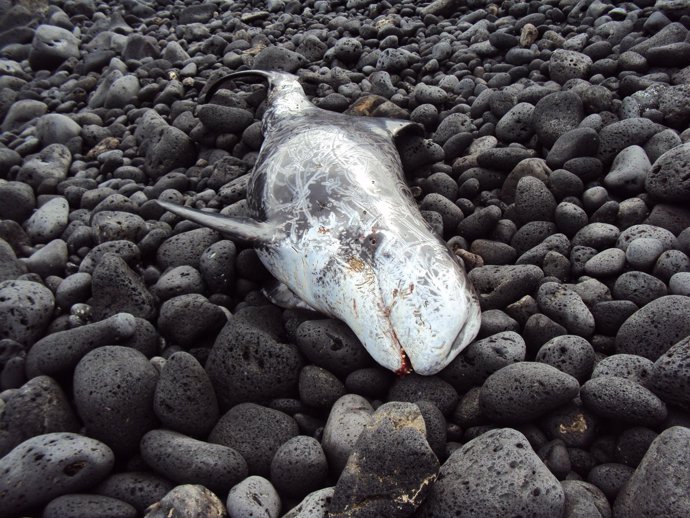 El Cetáceo Fallecido En Fuerteventura