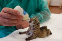 Nacen dos nuevos linces en la Olivilla (Jaén), lo que le eleva a diez los nacidos en cautividad este año