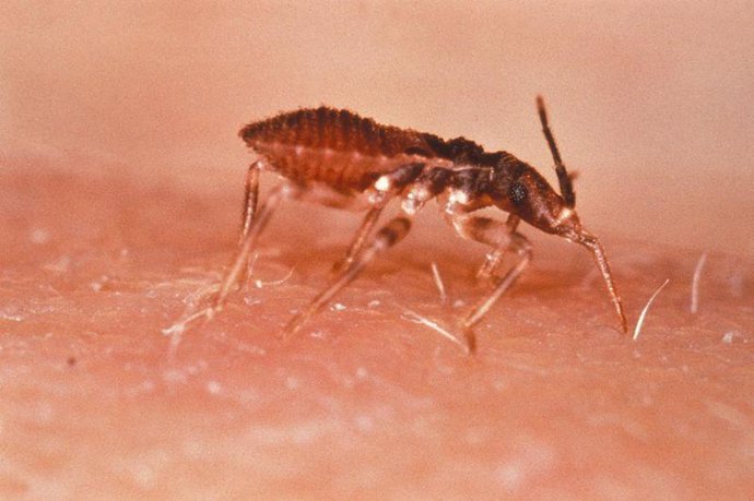 Insecto Vector De La Enfermedad De Chagas