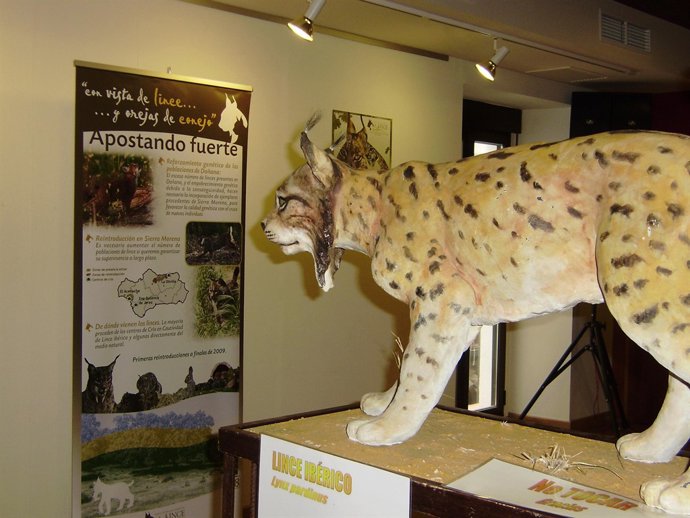 Exposición Del Lince En Jaén