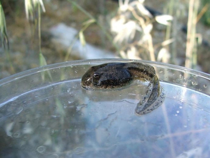 Sapo Partero Bético