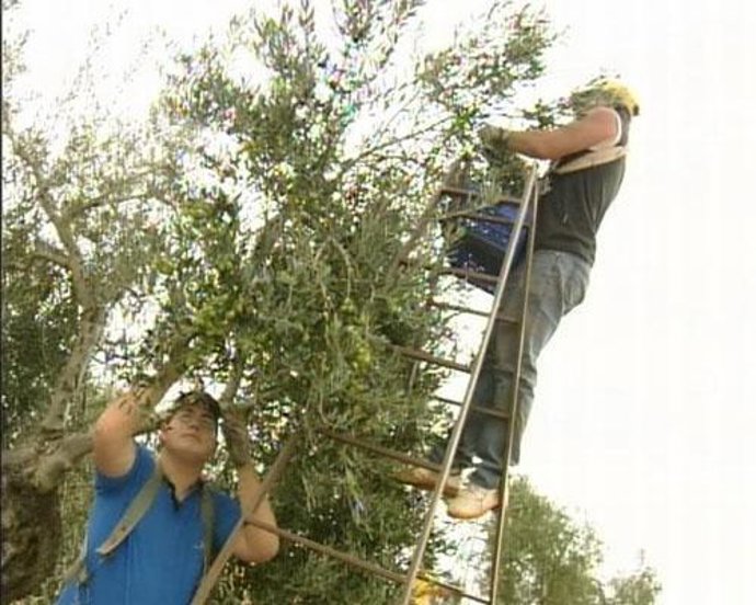 Trabajadores Recogiendo Aceituna De Mesa