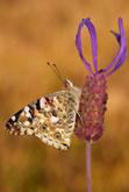 Una De Las Estampas De La Naturaleza E La Región