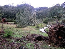 Una De Las Encinas Centenarias Abatidas
