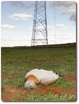 Una De Las Avutardas Electrocutadas