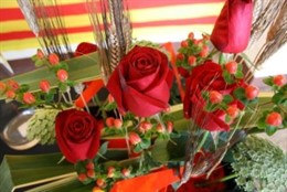 Rosas De Sant Jordi