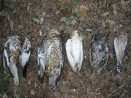 Los Pájaros Protegidos Encontrados Muertos