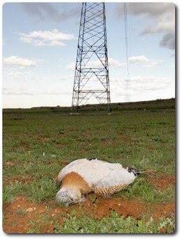 Uno De Los Ejemplares Muertos