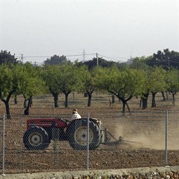 Campo De Cosechas En Baleares