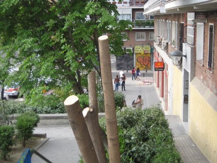 Estado De Uno De Los Árboles Denunciado Por La Asociación