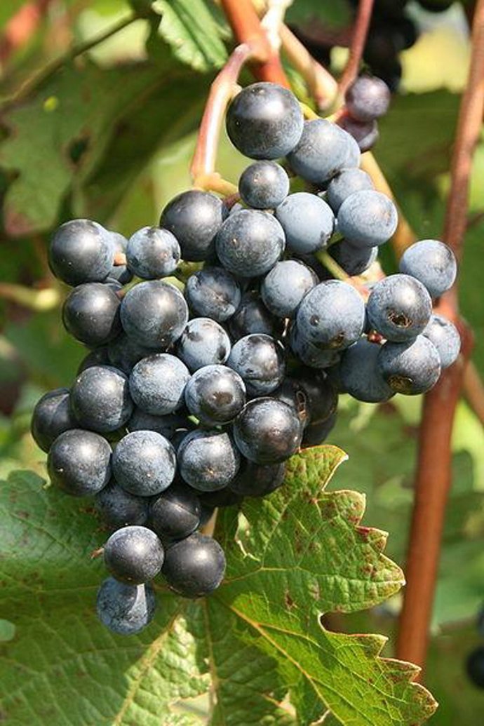 Uvas