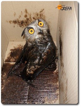 El Búho Impregnado De Aceite