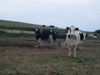 Ganadería subvencionará sistemas de aseguramiento para la mejora de la leche cruda de vaca, oveja y cabra
