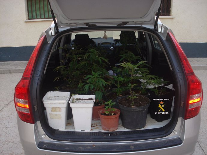 Maletero Con Las 18 Plantas De Marihuana