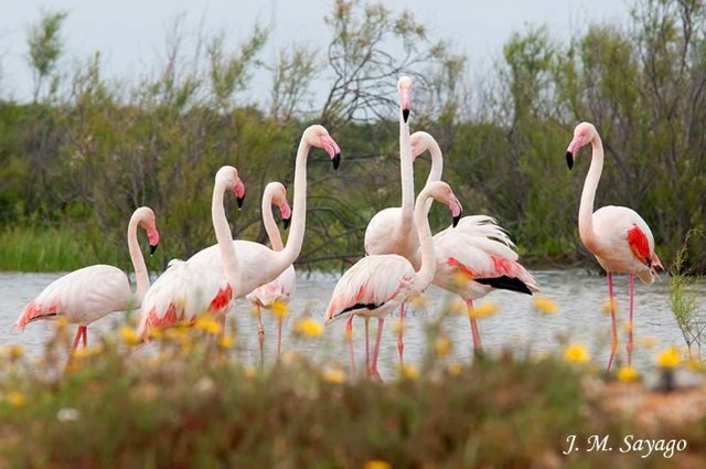 Aumenta En M S De Parejas La Colonia De Flamencos En Marismas Del