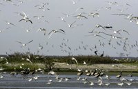 La 'marea negra' no afecta a los principales canales de navegación de la zona