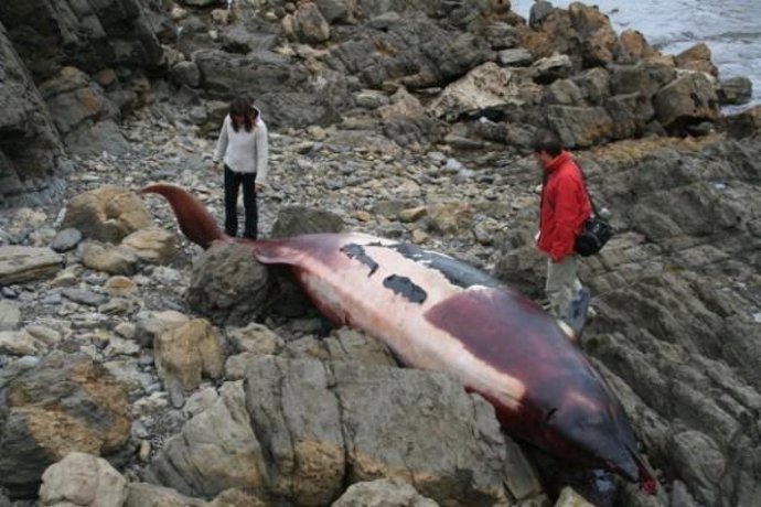 Ejemplar De Zifio Hallado En La Costa De Luanco
