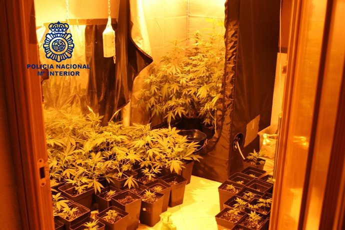 Plantaciones De Droga En Un Piso De Sevilla