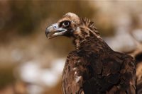 M.El buitre negro, tras alcanzar las 278 parejas, pasa a incluirse en la categoría de 'vulnerable'