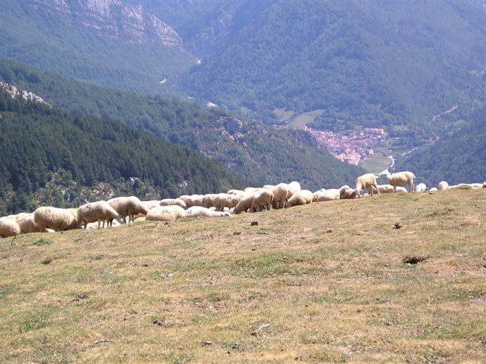Imagen De Un Rebaño De Ovejas En La Montaña Navarra.