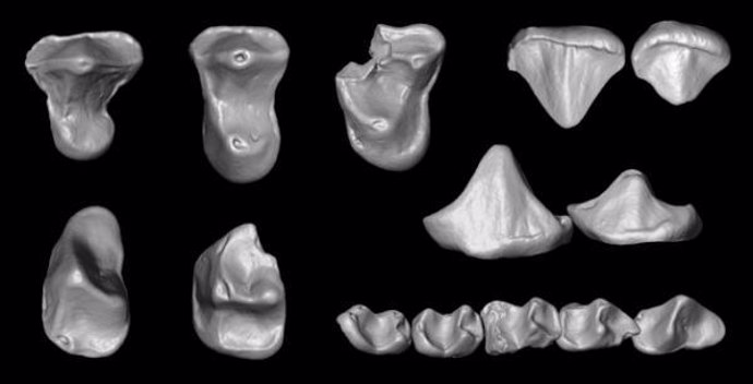 Dientes De Primate