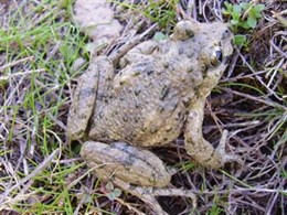 Uno De Los Anfibios Protegidos