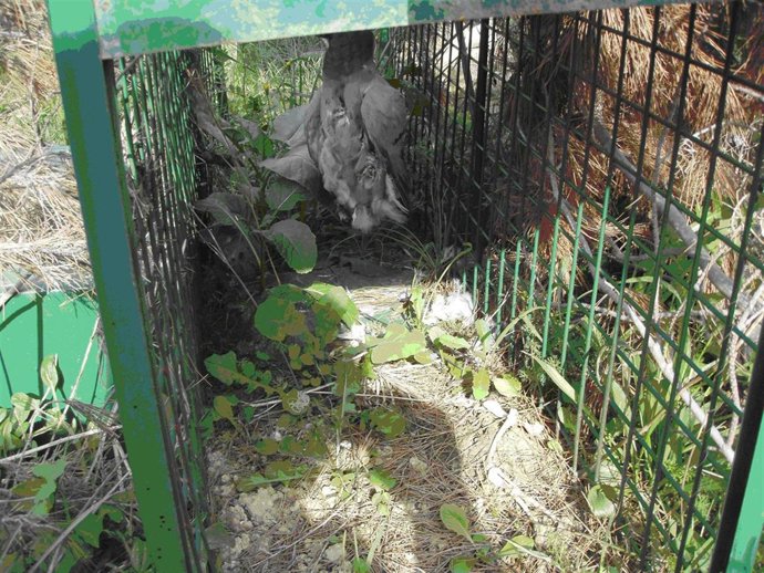 Una De Las 'Jaulas De Aclimatación' De Las Perdices. 