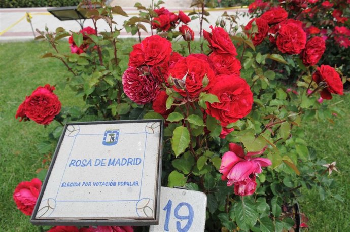 Rosa De Madrid