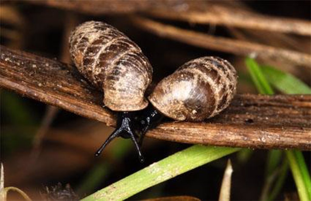 Medio Ambiente Censa 140 Especies De Caracoles Terrestres En Andalucía