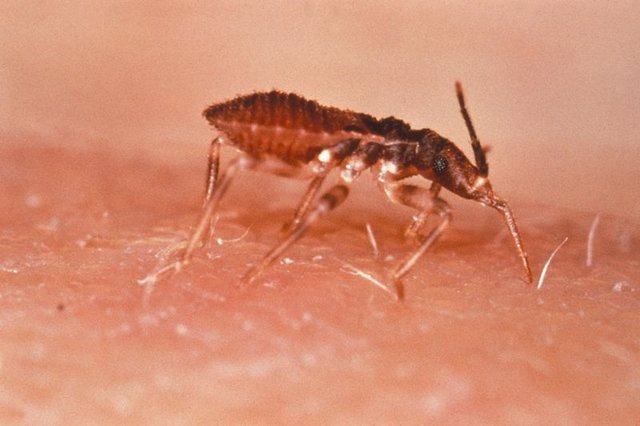 mosquito de la enfermedad de Chagas
