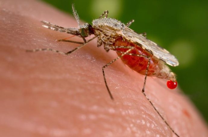 Mosquito De La Malaria