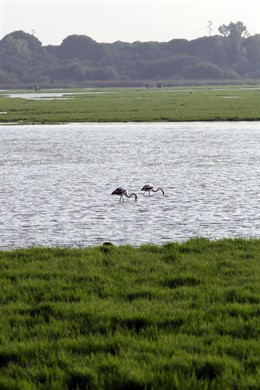 Parque Natural de Doñana