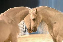 Un Espectáculo De Los Caballos Andaluces