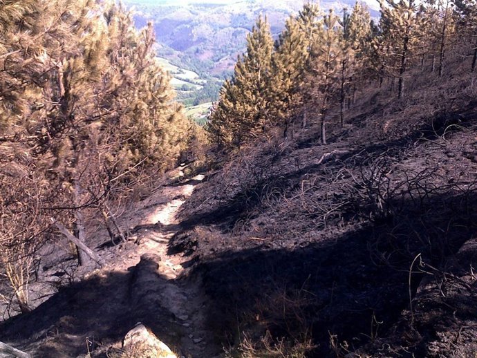 Imagen Del Arbolado Que Ha Ardido En Arantza.