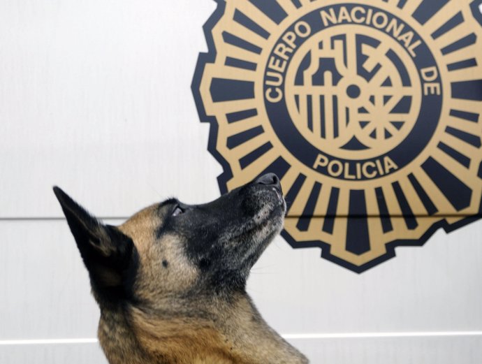 La Perra 'Lua' De La Policía De Oviedo.