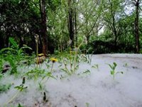 Forestales refuerzan la vigilancia ante la acumulación pelusa desprendida por chopos tras dos incendios forestales
