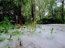 Manto De Pelusas En El Campo Madrileño