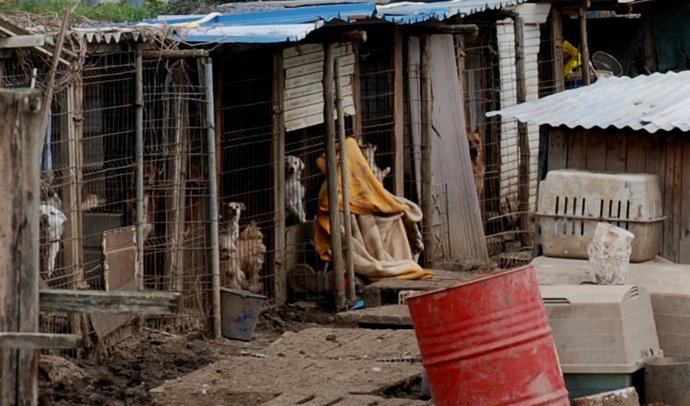 Polémica instalación en la que viven perros en Avilés.