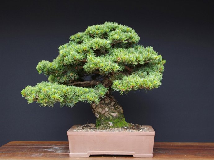 Bonsai