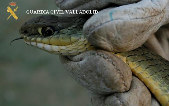 Imagen de una de las víboras intervenidas